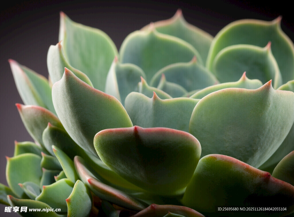 翠绿多肉植物特写