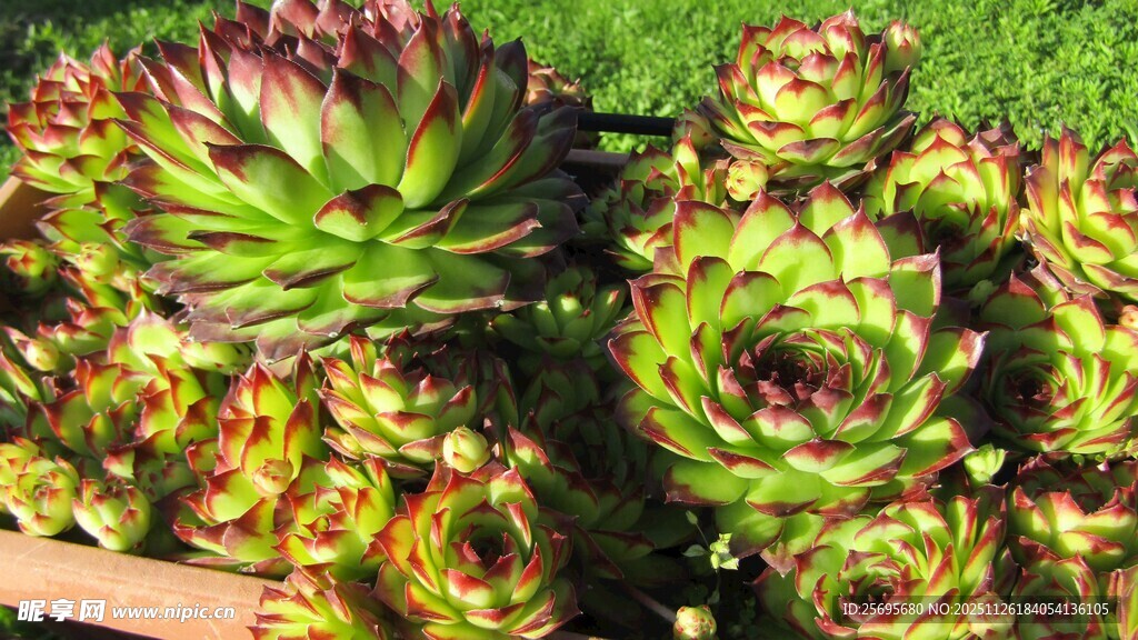 多彩多肉植物展示
