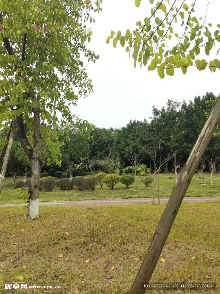 户外绿意盎然的自然景致