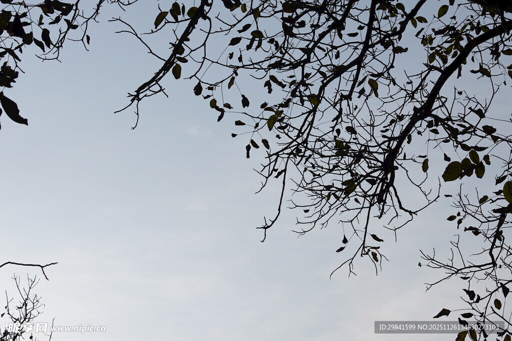 树枝映衬下的灰白天空