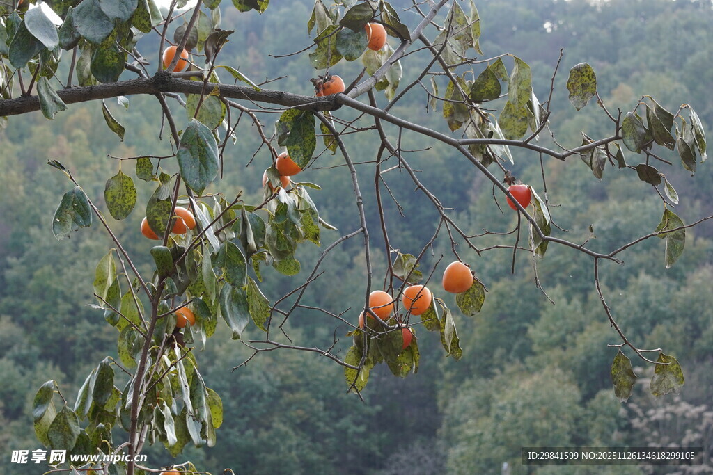 枝头挂果的秋日柿子树