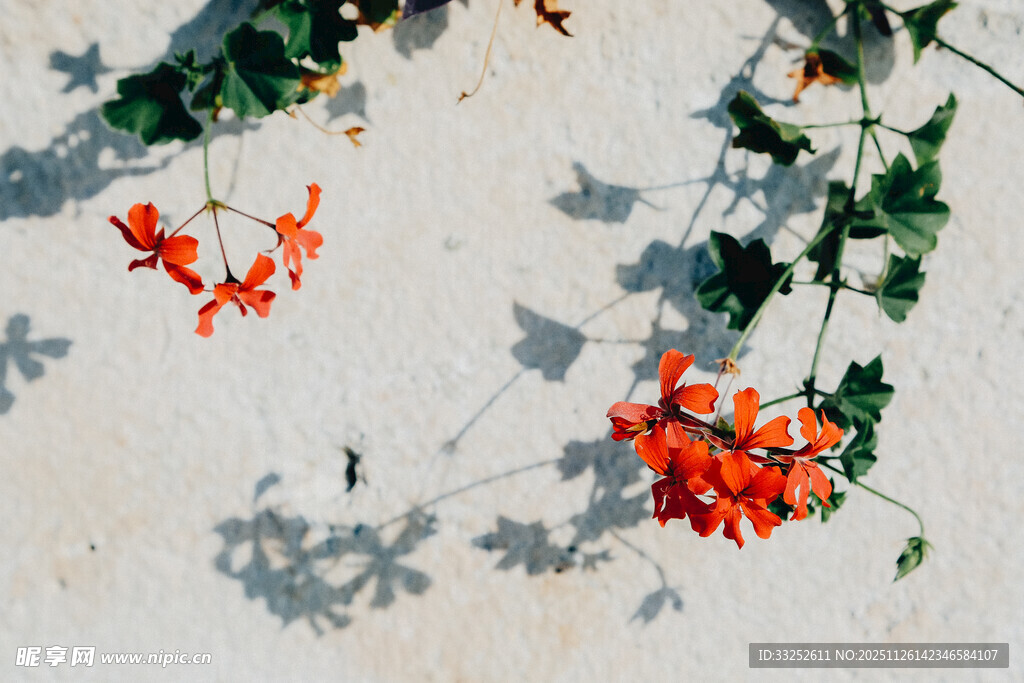 阳光下的艳丽橙色花朵