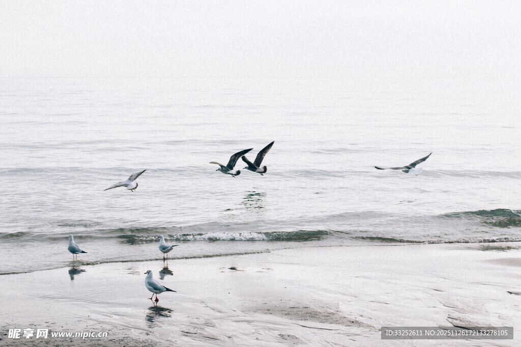 海边飞鸟在浪尖翱翔