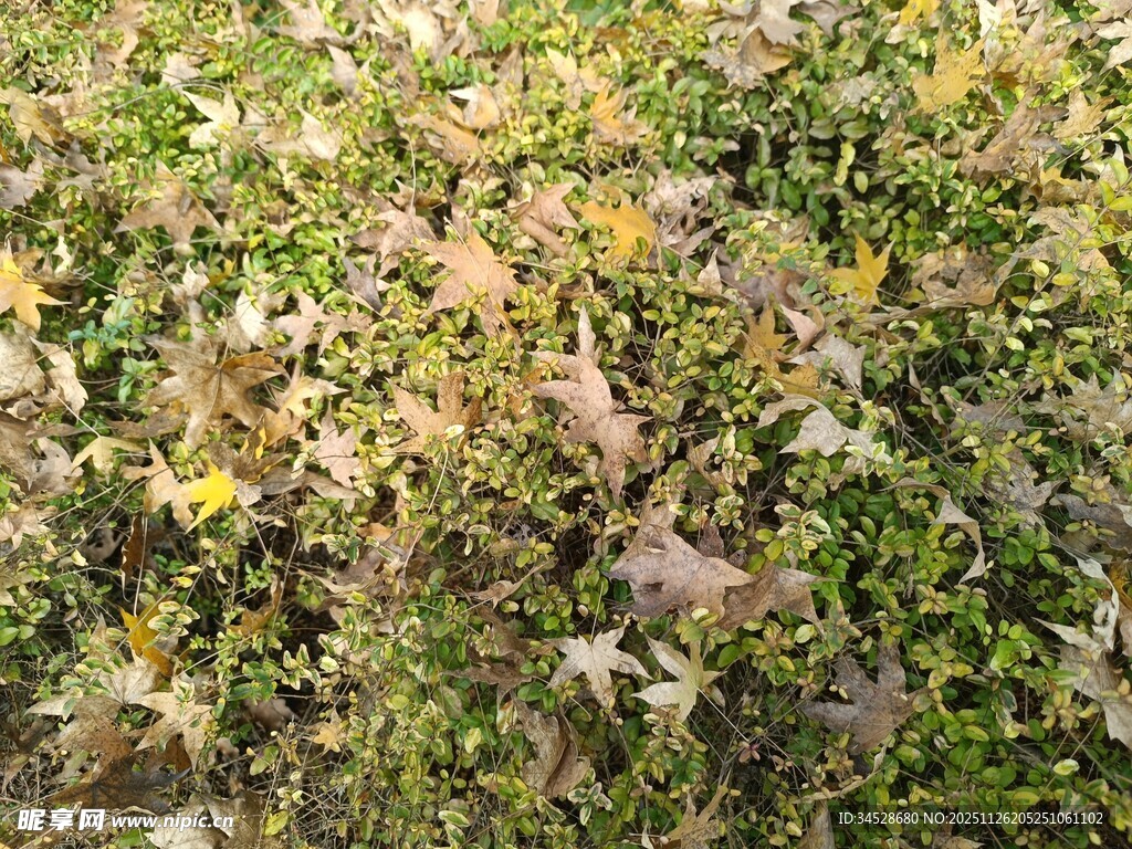 秋日落叶覆盖的地面