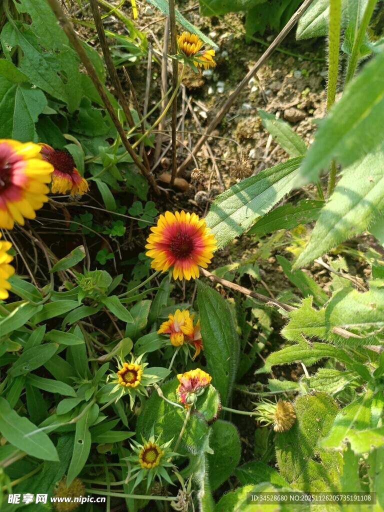多彩野菊花绽放绿意间