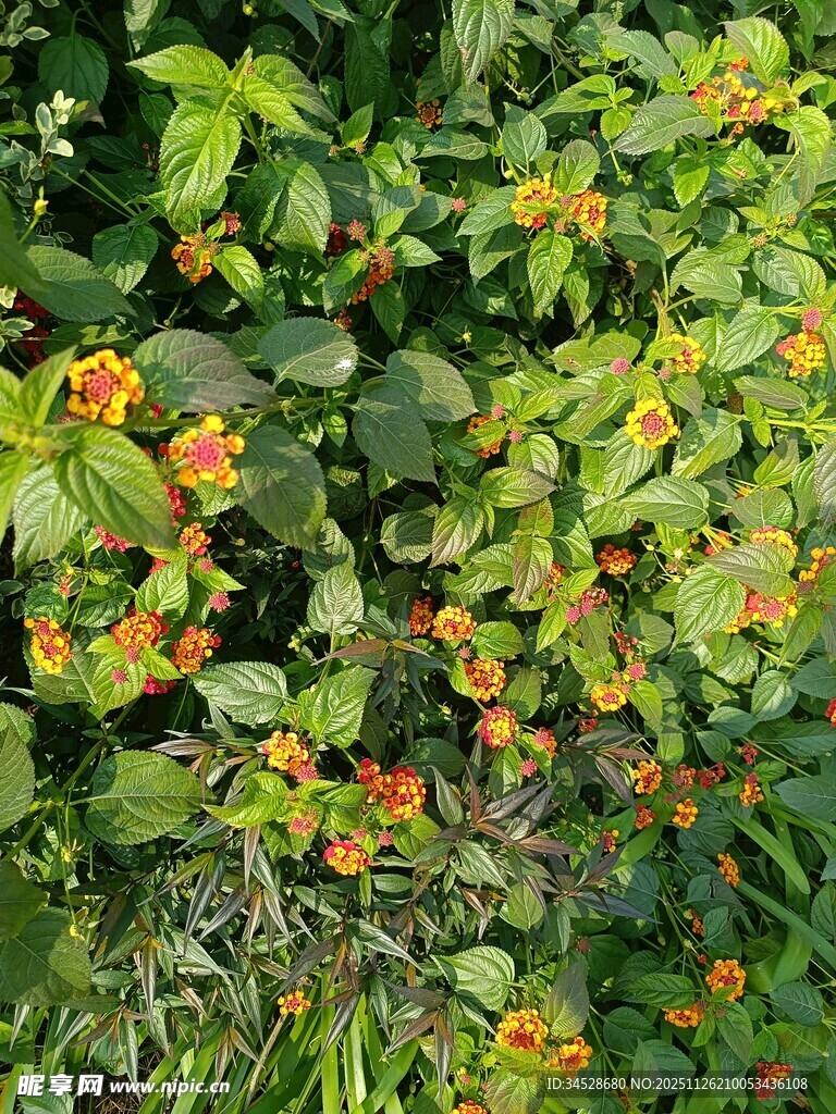 绿叶间的橙色小花绽放