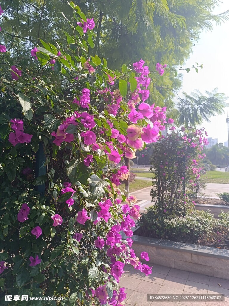 绽放的紫色三角梅景观