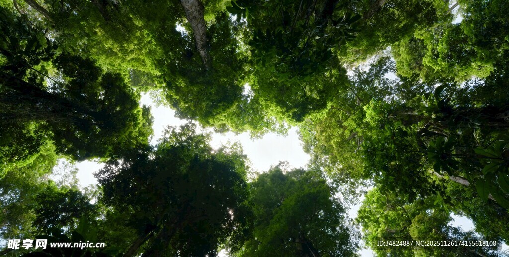仰视茂密树林绿意盎然