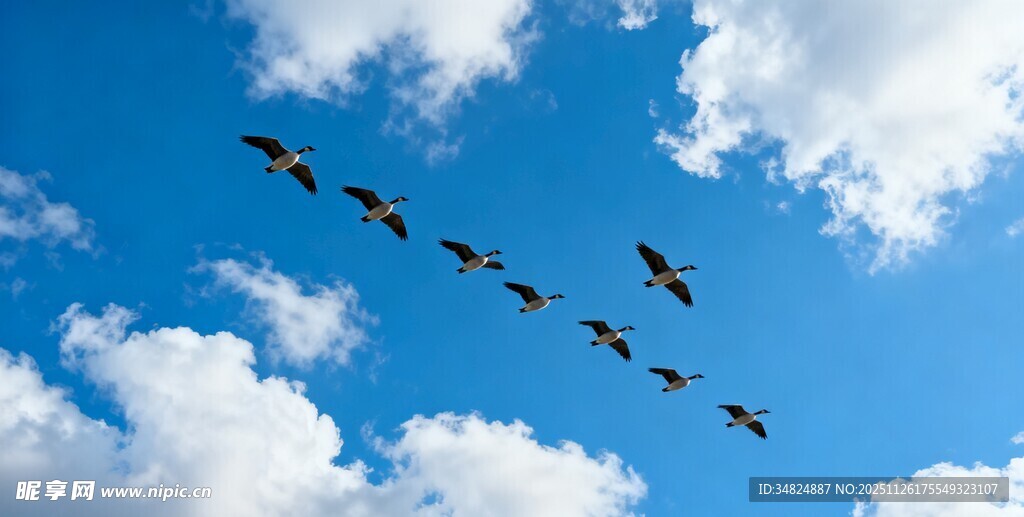 蓝天飞鸟编队翱翔