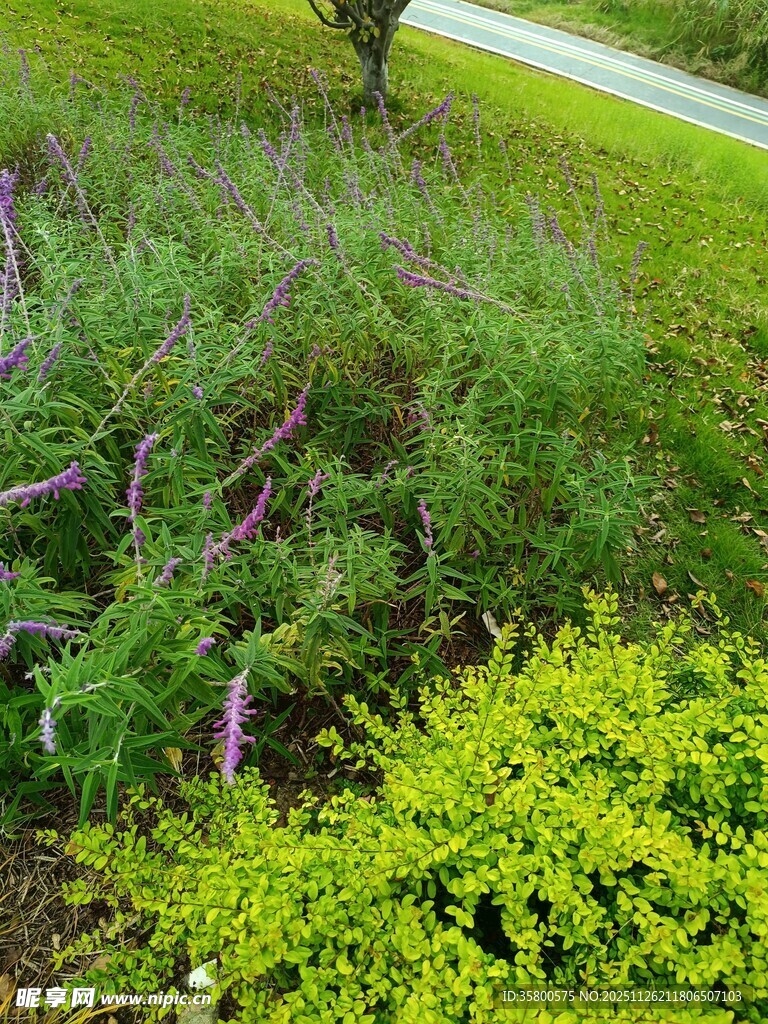 路边翠绿繁茂的植物景观