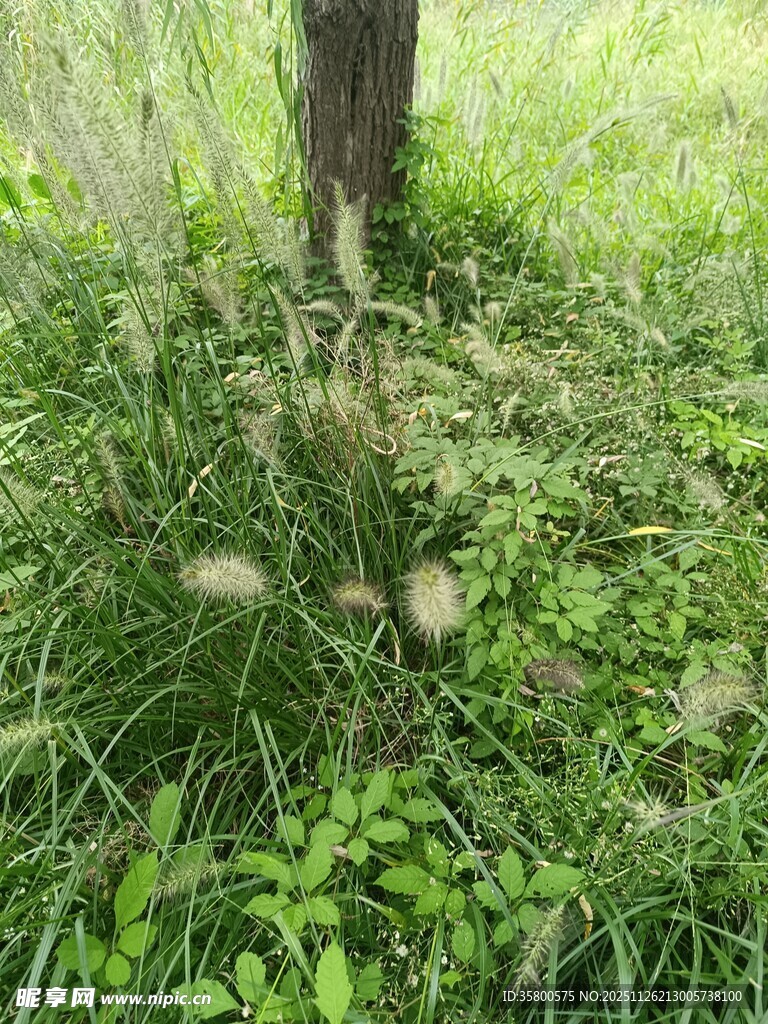 树下繁茂绿植与蓬松草