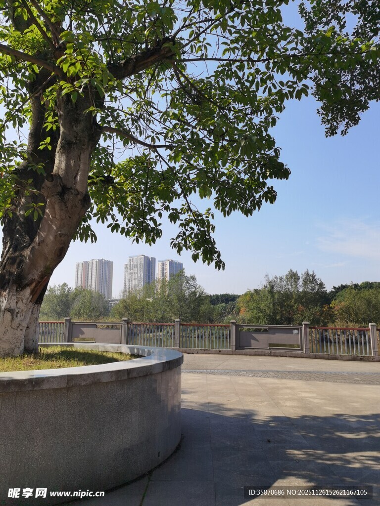 城市中大树下的开阔空间