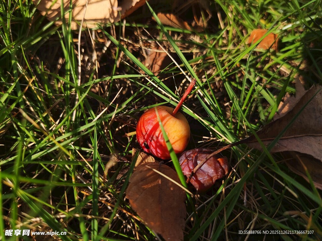 草地上的红苹果