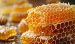 蜂巢中的甜蜜蜂蜜特写