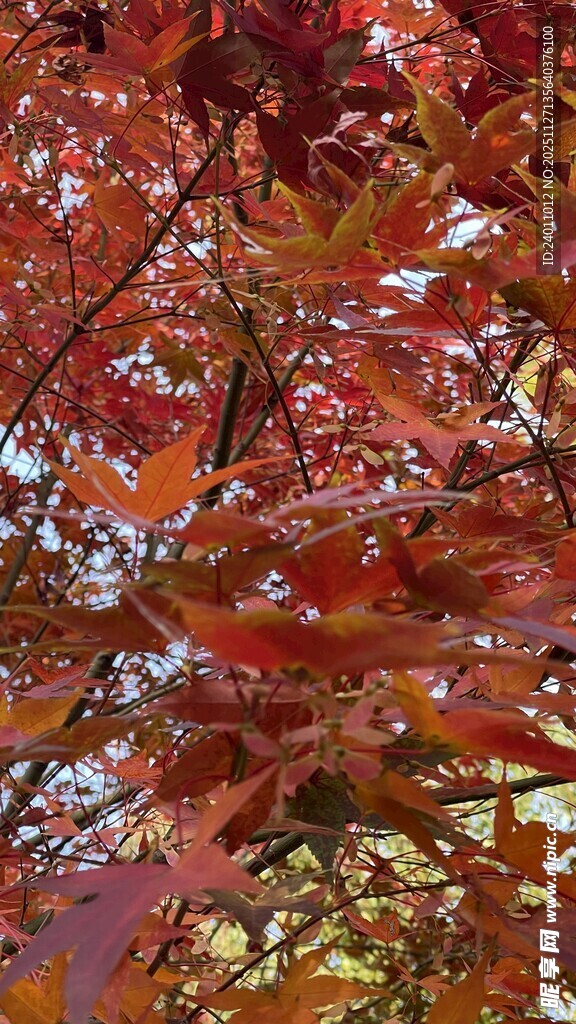 秋日红枫叶特写
