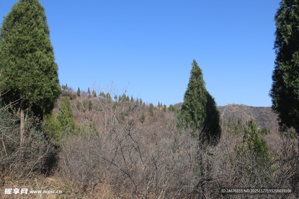 山林中的挺拔树木