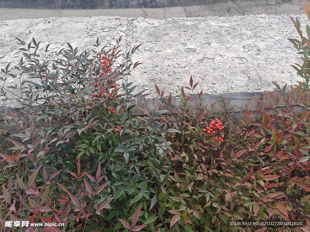 墙边多彩植物景观