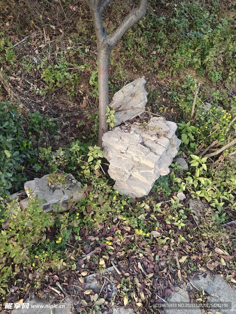 树下石块旁的绿植景观