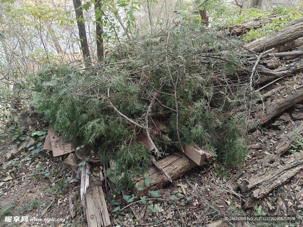 山林中倒下的树木及枝叶