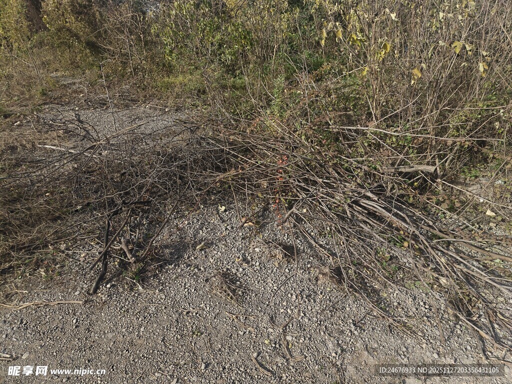 野外荒芜地面与丛生植物