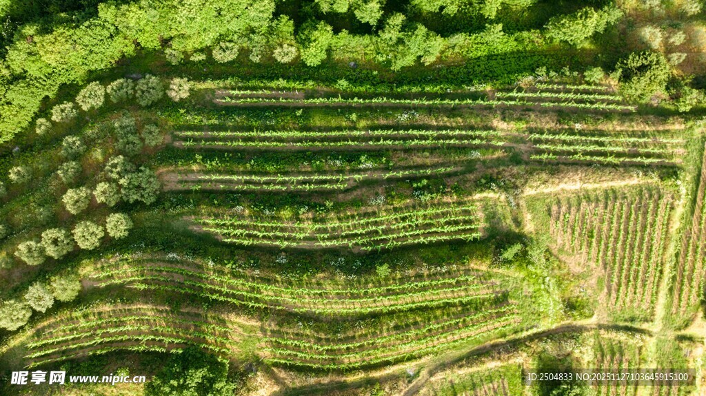 梯田绿意盎然的美丽景致