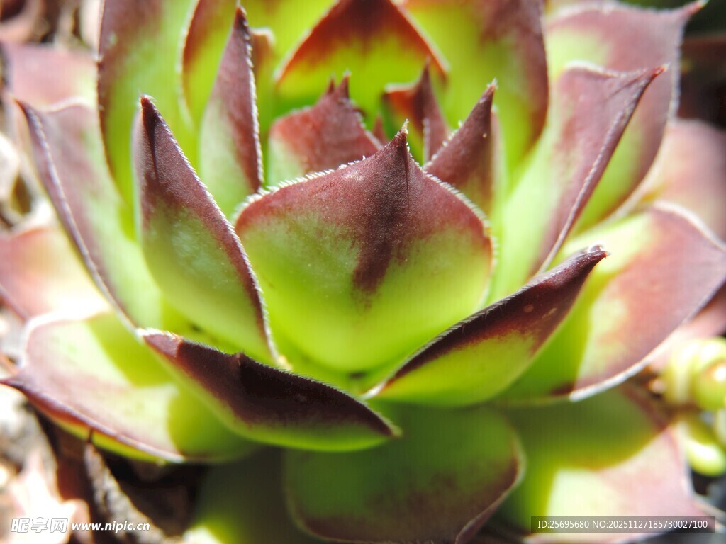 翠绿多肉植物特写