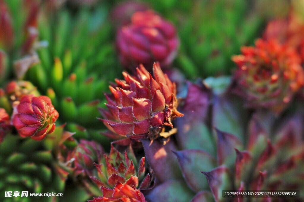 多彩多肉植物特写