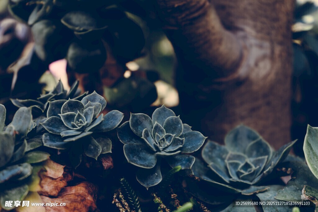 可爱多肉植物特写
