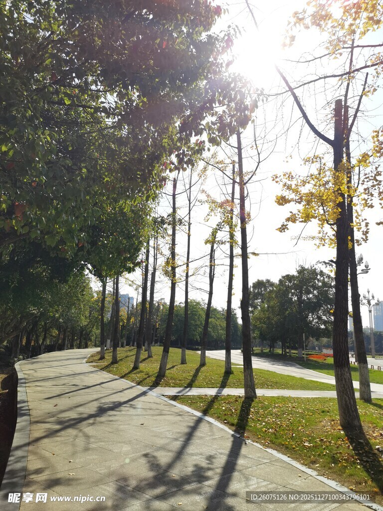 阳光照耀下的林荫步道