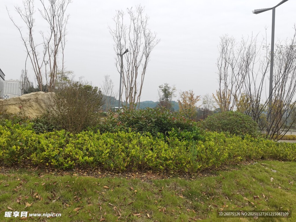 户外绿植与树木景观