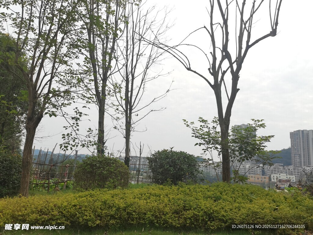 城郊树林与绿植景观