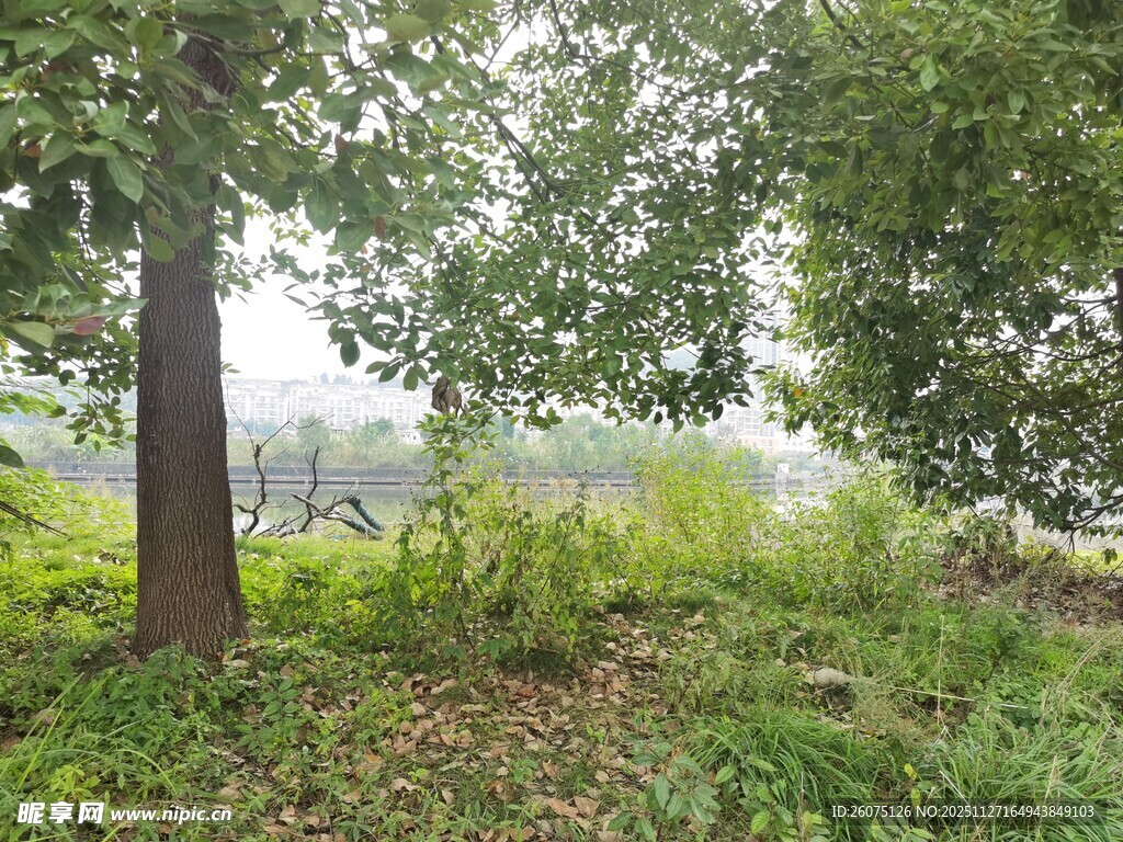 林间绿意盎然的自然景致