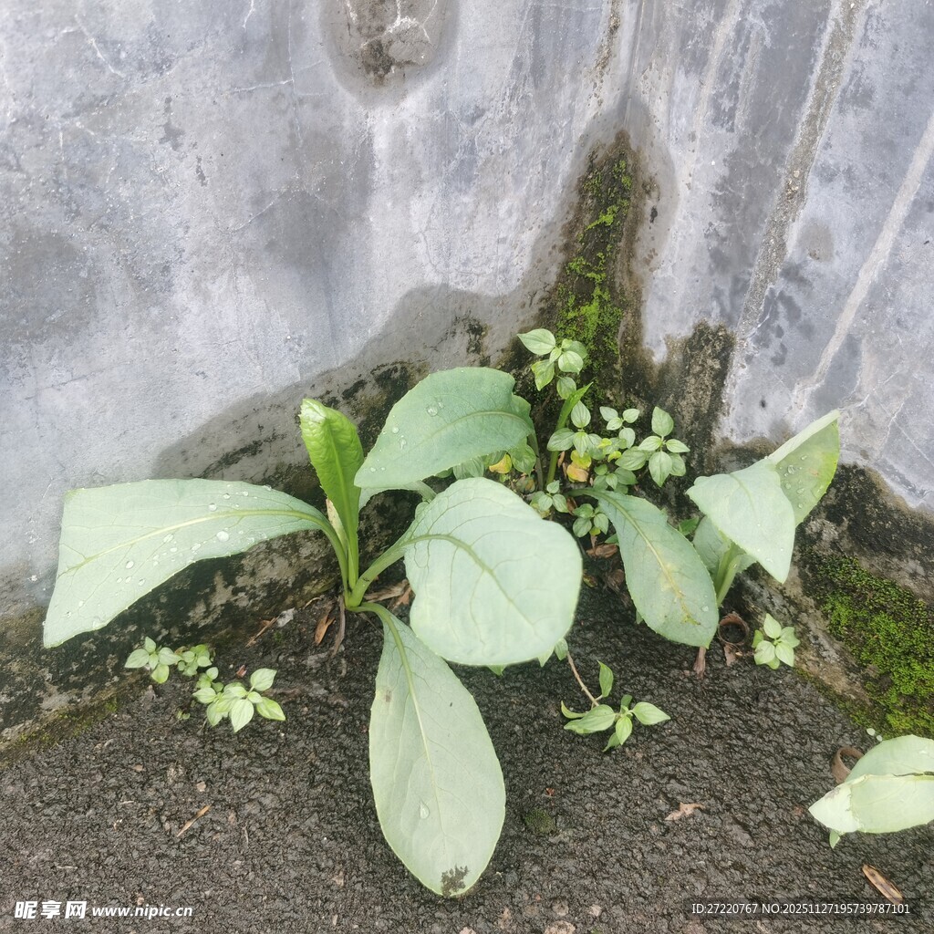 墙角生长的嫩绿植物