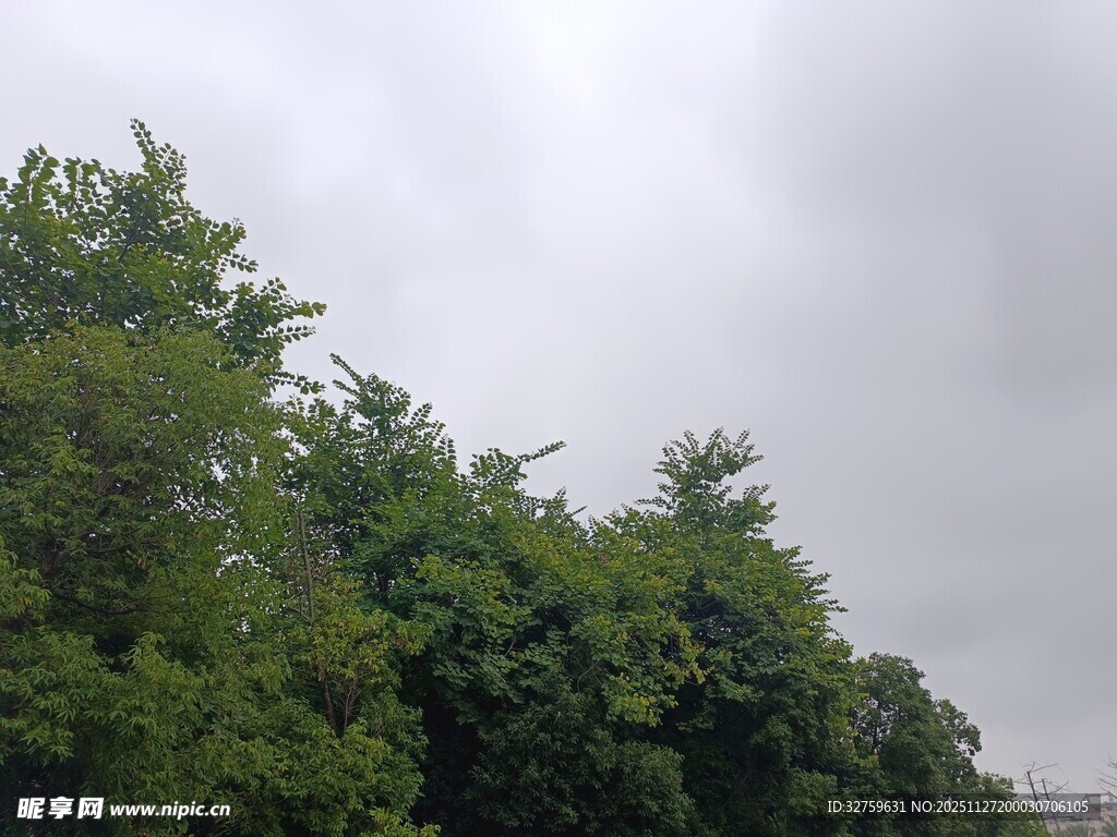 阴天中的茂密绿树