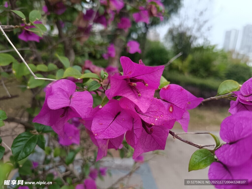 娇艳三角梅绽放