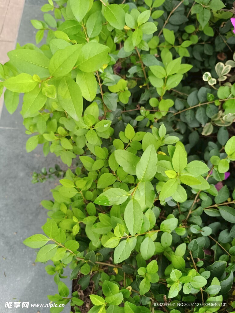 翠绿繁茂的清新绿植