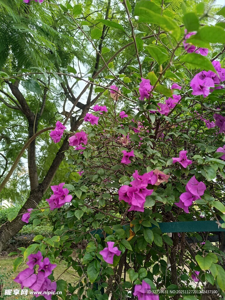 繁花绽放的绿植美景