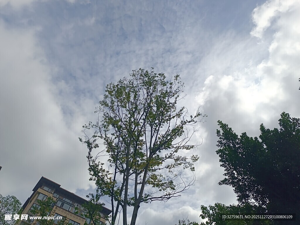 蓝天白云下的绿树景观