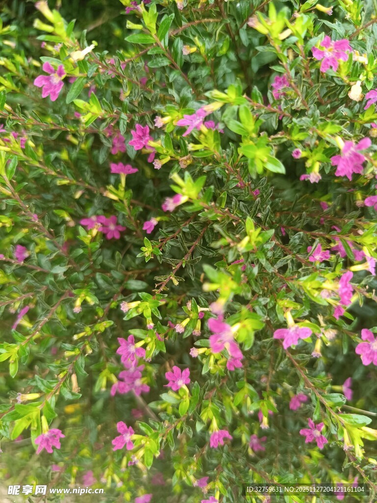 繁茂花丛中的粉色小花