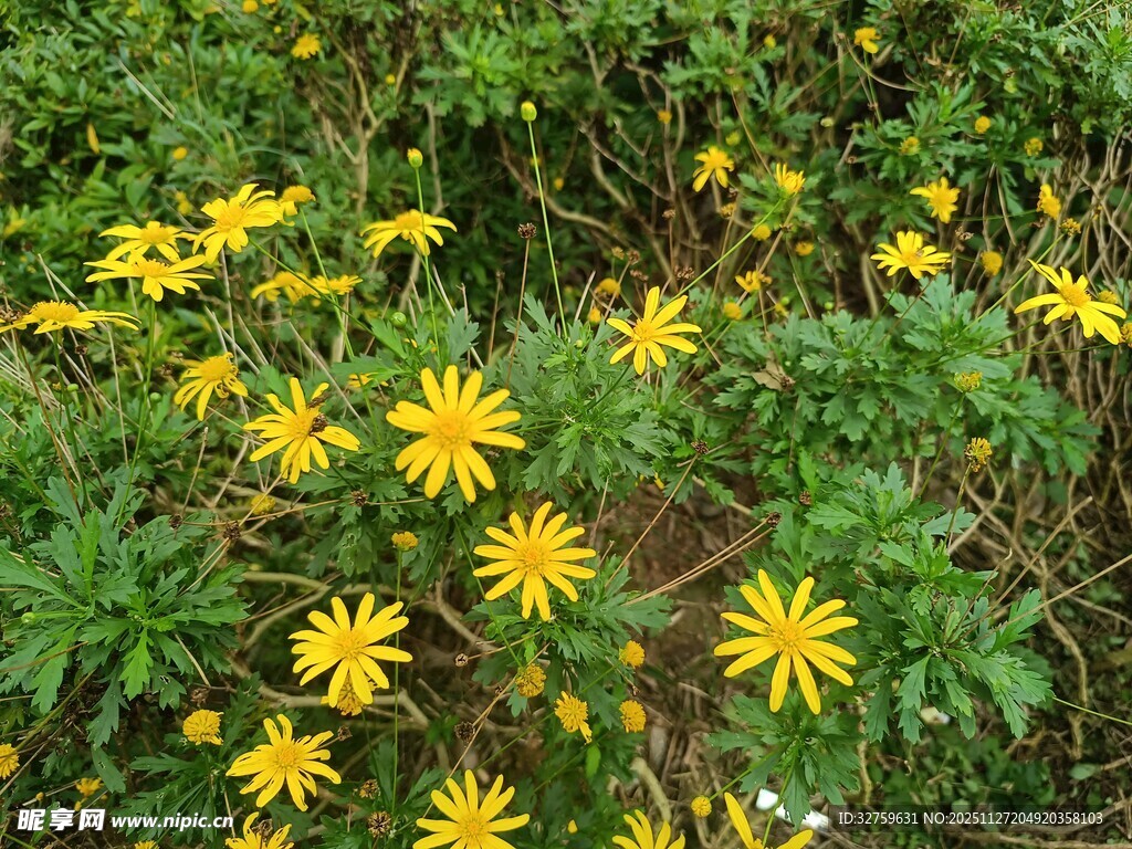金黄野花绽放于绿意间