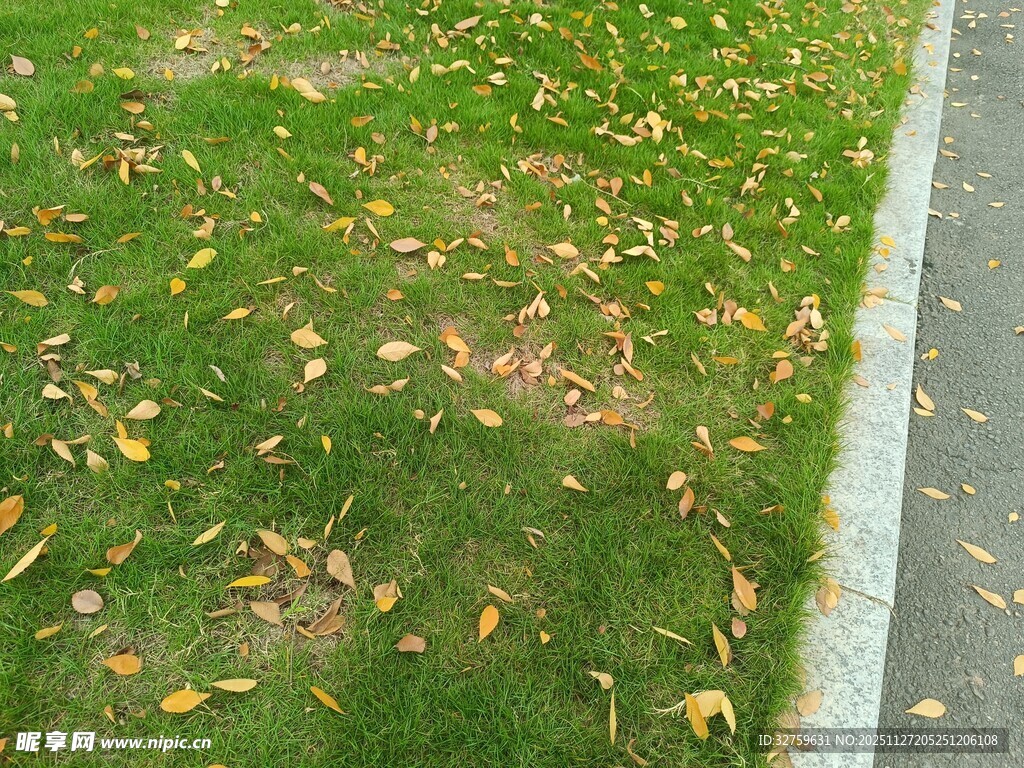 路边草地散落金黄树叶