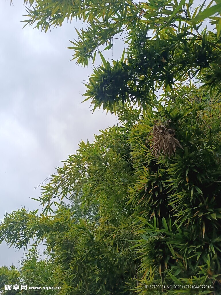 竹林中的繁茂绿意