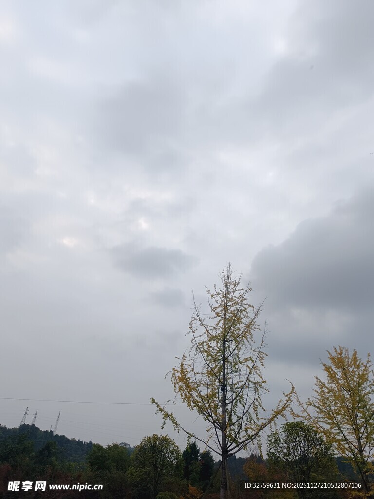 阴天里的两棵金黄树木