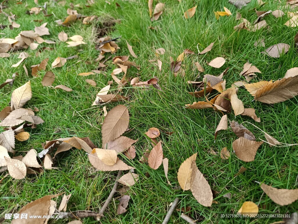 草地上的散落枯叶