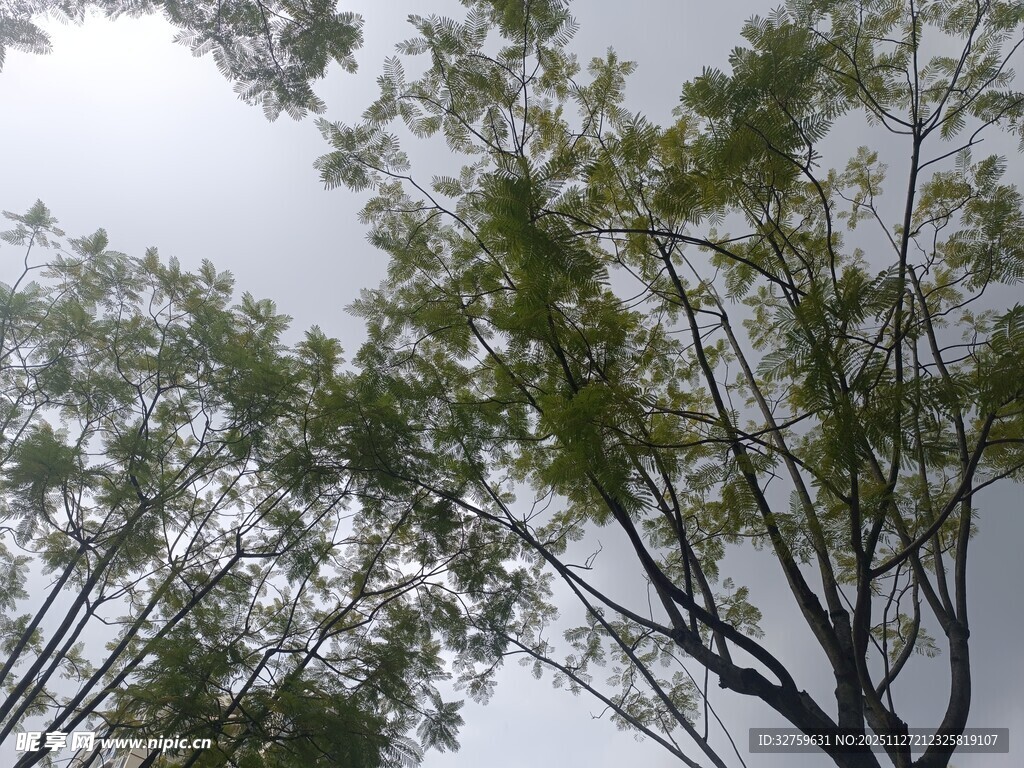 仰视视角下的繁茂绿树