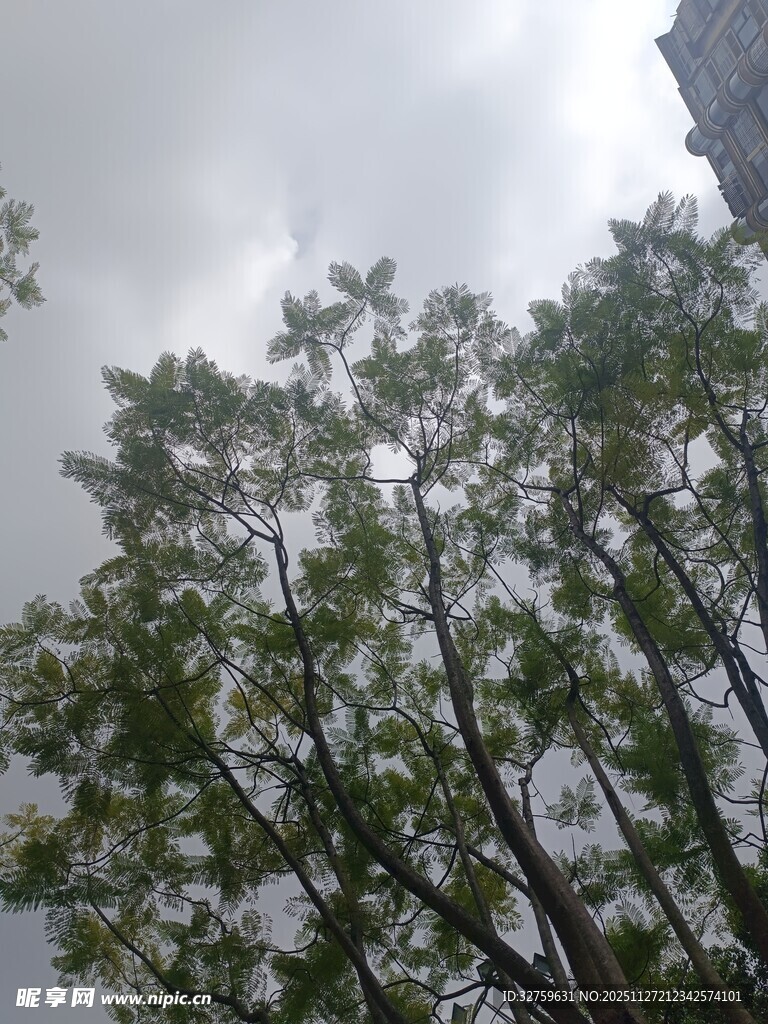 天空下的葱郁树木