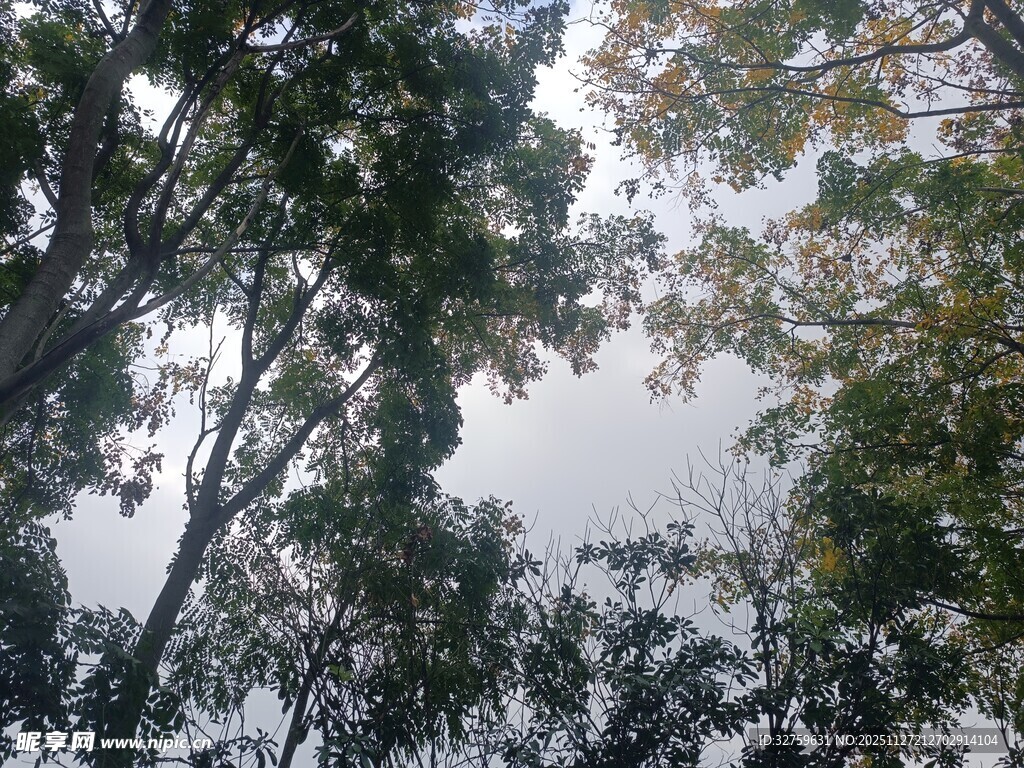 仰视茂密树林树冠景象