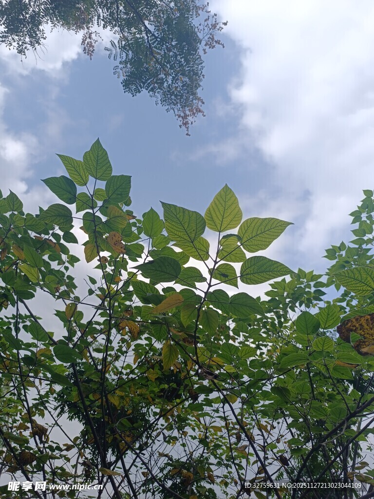 仰视绿树与天空的景致