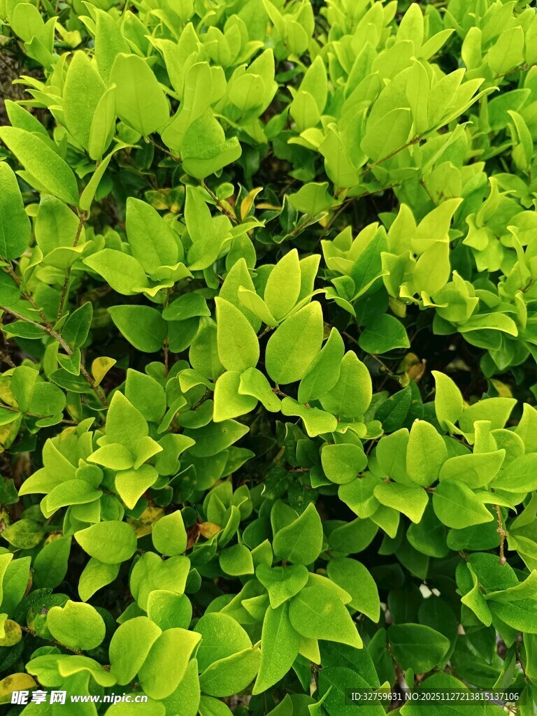 翠绿叶片植物特写