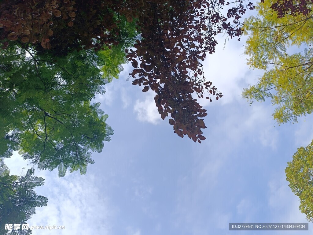 仰视多彩树冠与蓝天